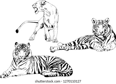 vector drawings sketches different predator , tigers lions cheetahs and leopards are drawn in ink by hand , objects with no background