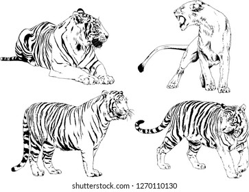 vector drawings sketches different predator , tigers lions cheetahs and leopards are drawn in ink by hand , objects with no background