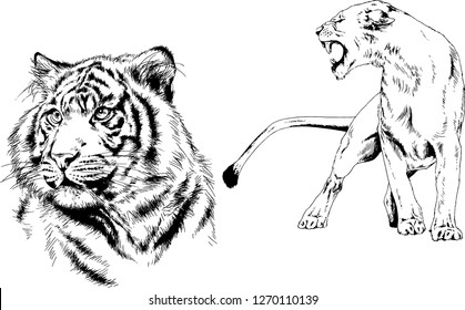 vector drawings sketches different predator , tigers lions cheetahs and leopards are drawn in ink by hand , objects with no background