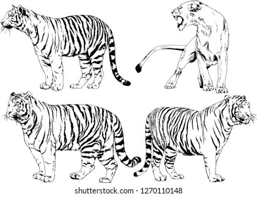 vector drawings sketches different predator , tigers lions cheetahs and leopards are drawn in ink by hand , objects with no background