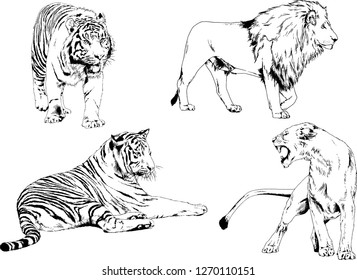 vector drawings sketches different predator , tigers lions cheetahs and leopards are drawn in ink by hand , objects with no background