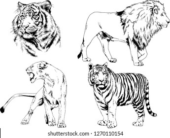 vector drawings sketches different predator , tigers lions cheetahs and leopards are drawn in ink by hand , objects with no background