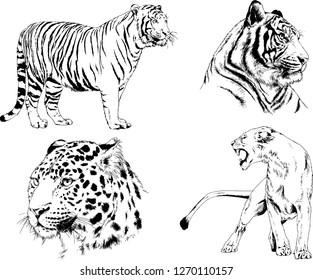 vector drawings sketches different predator , tigers lions cheetahs and leopards are drawn in ink by hand , objects with no background