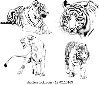 vector drawings sketches different predator , tigers lions cheetahs and leopards are drawn in ink by hand , objects with no background