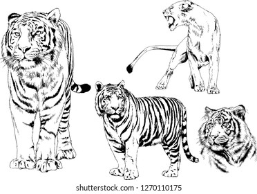 vector drawings sketches different predator , tigers lions cheetahs and leopards are drawn in ink by hand , objects with no background