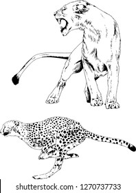 vector drawings sketches different predator , tigers lions cheetahs and leopards are drawn in ink by hand , objects with no background