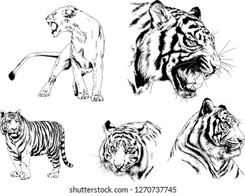 vector drawings sketches different predator , tigers lions cheetahs and leopards are drawn in ink by hand , objects with no background
