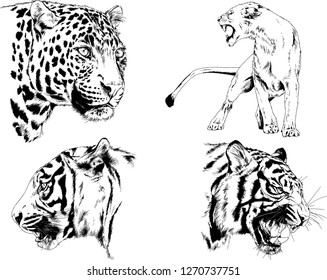 vector drawings sketches different predator , tigers lions cheetahs and leopards are drawn in ink by hand , objects with no background