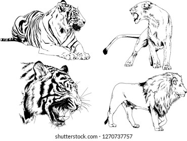 vector drawings sketches different predator , tigers lions cheetahs and leopards are drawn in ink by hand , objects with no background