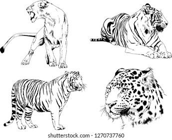 vector drawings sketches different predator , tigers lions cheetahs and leopards are drawn in ink by hand , objects with no background