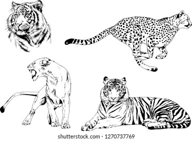 vector drawings sketches different predator , tigers lions cheetahs and leopards are drawn in ink by hand , objects with no background