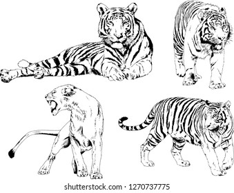 vector drawings sketches different predator , tigers lions cheetahs and leopards are drawn in ink by hand , objects with no background