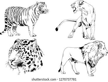 vector drawings sketches different predator , tigers lions cheetahs and leopards are drawn in ink by hand , objects with no background