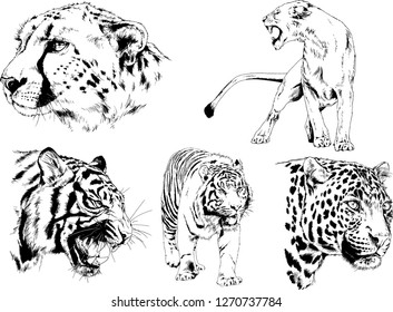 vector drawings sketches different predator , tigers lions cheetahs and leopards are drawn in ink by hand , objects with no background