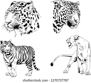 vector drawings sketches different predator , tigers lions cheetahs and leopards are drawn in ink by hand , objects with no background