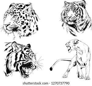 vector drawings sketches different predator , tigers lions cheetahs and leopards are drawn in ink by hand , objects with no background