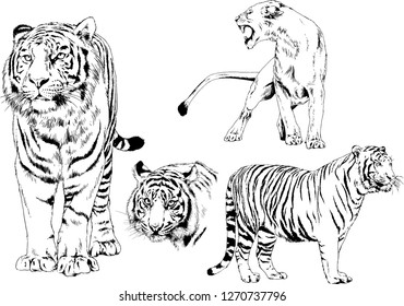 vector drawings sketches different predator , tigers lions cheetahs and leopards are drawn in ink by hand , objects with no background
