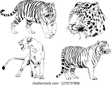 vector drawings sketches different predator , tigers lions cheetahs and leopards are drawn in ink by hand , objects with no background