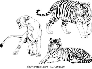 vector drawings sketches different predator , tigers lions cheetahs and leopards are drawn in ink by hand , objects with no background