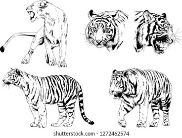 vector drawings sketches different predator , tigers lions cheetahs and leopards are drawn in ink by hand , objects with no background