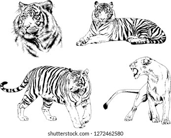 vector drawings sketches different predator , tigers lions cheetahs and leopards are drawn in ink by hand , objects with no background