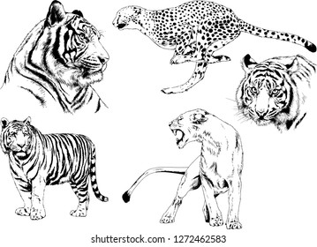 vector drawings sketches different predator , tigers lions cheetahs and leopards are drawn in ink by hand , objects with no background