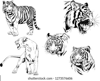 vector drawings sketches different predator , tigers lions cheetahs and leopards are drawn in ink by hand , objects with no background