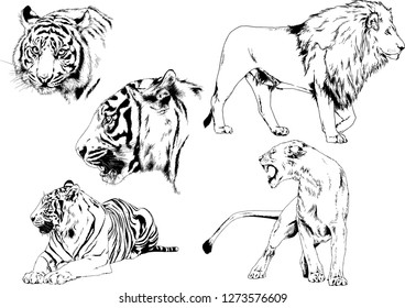 vector drawings sketches different predator , tigers lions cheetahs and leopards are drawn in ink by hand , objects with no background