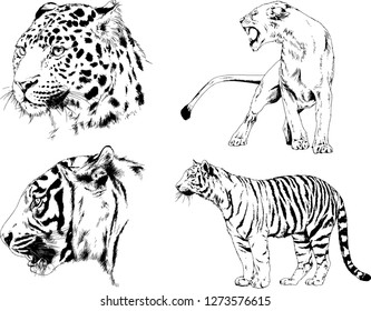 vector drawings sketches different predator , tigers lions cheetahs and leopards are drawn in ink by hand , objects with no background