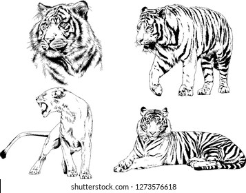 vector drawings sketches different predator , tigers lions cheetahs and leopards are drawn in ink by hand , objects with no background