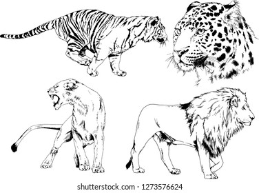 vector drawings sketches different predator , tigers lions cheetahs and leopards are drawn in ink by hand , objects with no background