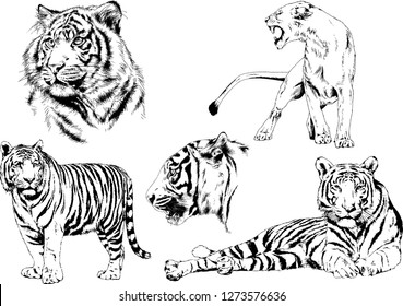 vector drawings sketches different predator , tigers lions cheetahs and leopards are drawn in ink by hand , objects with no background