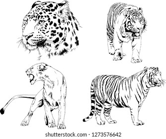 vector drawings sketches different predator , tigers lions cheetahs and leopards are drawn in ink by hand , objects with no background