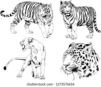 vector drawings sketches different predator , tigers lions cheetahs and leopards are drawn in ink by hand , objects with no background