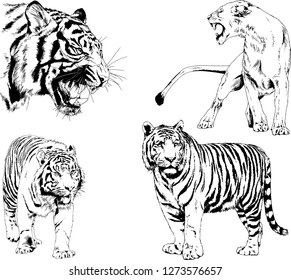 vector drawings sketches different predator , tigers lions cheetahs and leopards are drawn in ink by hand , objects with no background