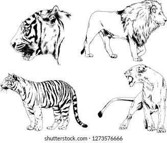 Set Vector Drawings Animals Africa Drawn Stock Vector (Royalty Free ...