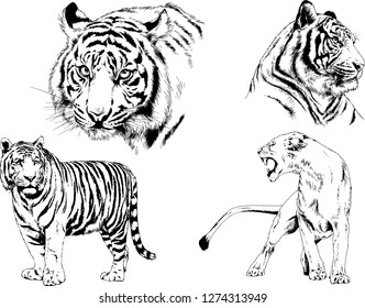 vector drawings sketches different predator , tigers lions cheetahs and leopards are drawn in ink by hand , objects with no background