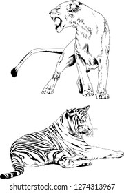 vector drawings sketches different predator , tigers lions cheetahs and leopards are drawn in ink by hand , objects with no background