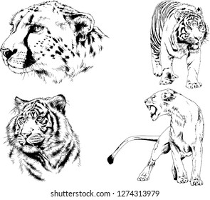 vector drawings sketches different predator , tigers lions cheetahs and leopards are drawn in ink by hand , objects with no background