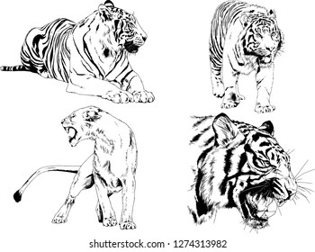 vector drawings sketches different predator , tigers lions cheetahs and leopards are drawn in ink by hand , objects with no background