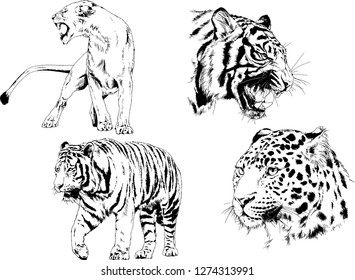 vector drawings sketches different predator , tigers lions cheetahs and leopards are drawn in ink by hand , objects with no background