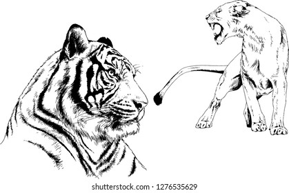 vector drawings sketches different predator , tigers lions cheetahs and leopards are drawn in ink by hand , objects with no background