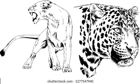 vector drawings sketches different predator , tigers lions cheetahs and leopards are drawn in ink by hand , objects with no background