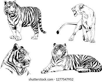 vector drawings sketches different predator , tigers lions cheetahs and leopards are drawn in ink by hand , objects with no background