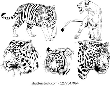 vector drawings sketches different predator , tigers lions cheetahs and leopards are drawn in ink by hand , objects with no background