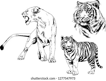 vector drawings sketches different predator , tigers lions cheetahs and leopards are drawn in ink by hand , objects with no background