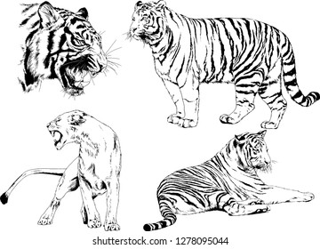 vector drawings sketches different predator , tigers lions cheetahs and leopards are drawn in ink by hand , objects with no background