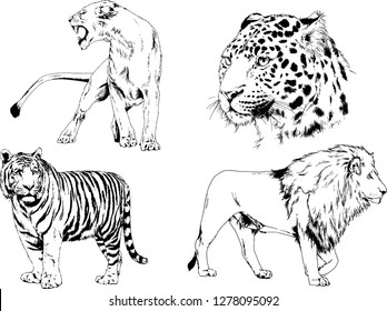 vector drawings sketches different predator , tigers lions cheetahs and leopards are drawn in ink by hand , objects with no background