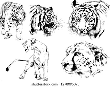 vector drawings sketches different predator , tigers lions cheetahs and leopards are drawn in ink by hand , objects with no background