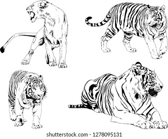 vector drawings sketches different predator , tigers lions cheetahs and leopards are drawn in ink by hand , objects with no background